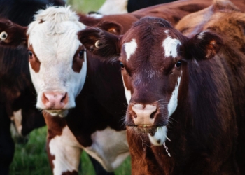 Genomic test can help SA dairy farmers pick the most productive herd