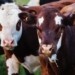 Genomic test can help SA dairy farmers pick the most productive herd