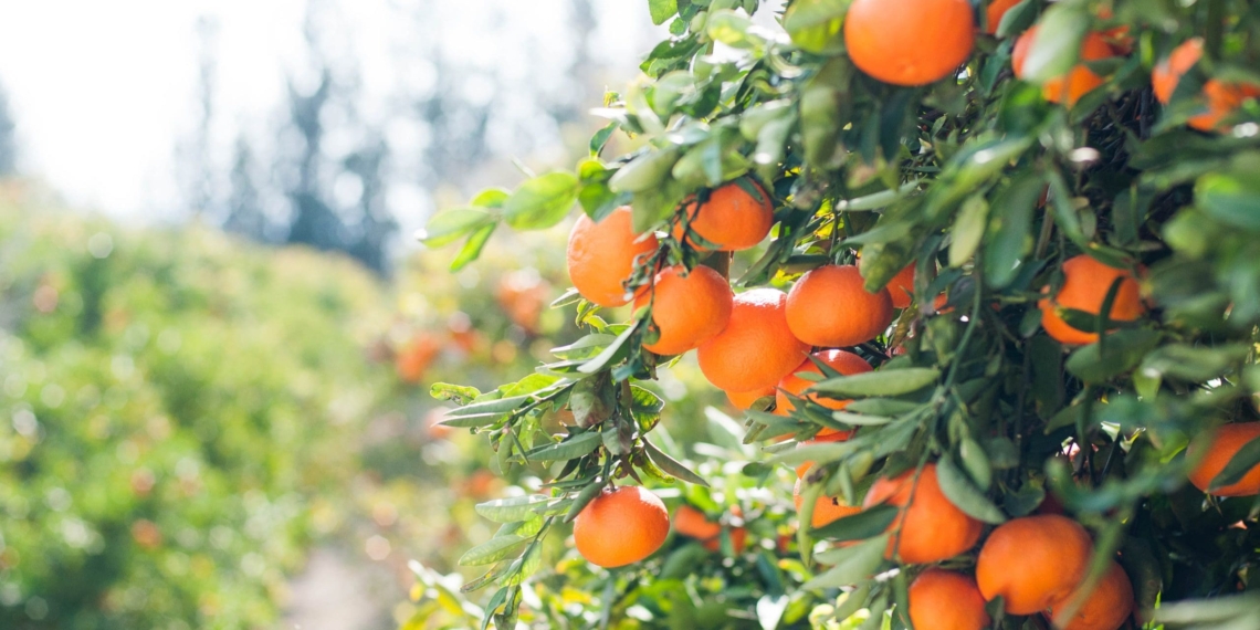 The citrus industry continues to be a major contributor to the country’s employment numbers, balance of payments and economy. Photo: Supplied/Food For Mzansi