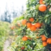 The citrus industry continues to be a major contributor to the country’s employment numbers, balance of payments and economy. Photo: Supplied/Food For Mzansi