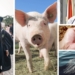 Five things happening in SA agriculture today, 2 September 2020