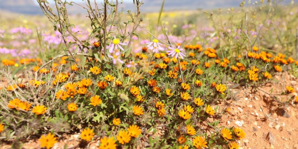 With flower season in full bloom tour guides throughout the country say the reopening of the sector could not have come at a better time. Photo: Mike Spies, Namakwa Toere