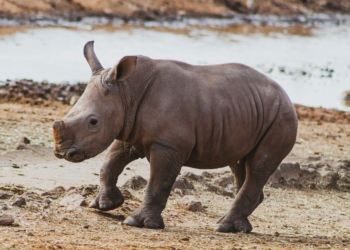 A key member of the iconic big five will now be better protected through seven integrated wildlife zones that will be introduced across South Africa. Photo: Unsplash.