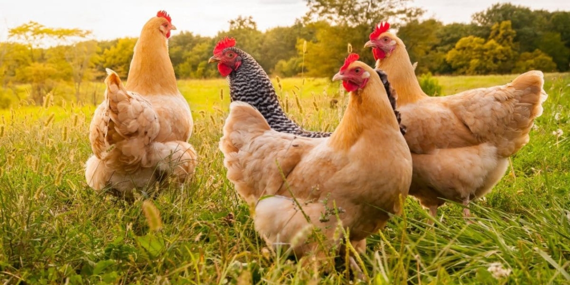 Here are 8 steps to starting your own chicken farming enterprise