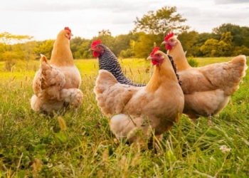 Here are 8 steps to starting your own chicken farming enterprise