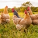 Here are 8 steps to starting your own chicken farming enterprise