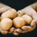 A possible surge of sheap imports of potato products to SA will severely disrupt the local industry industry leaders warn. Photo: Unsplash