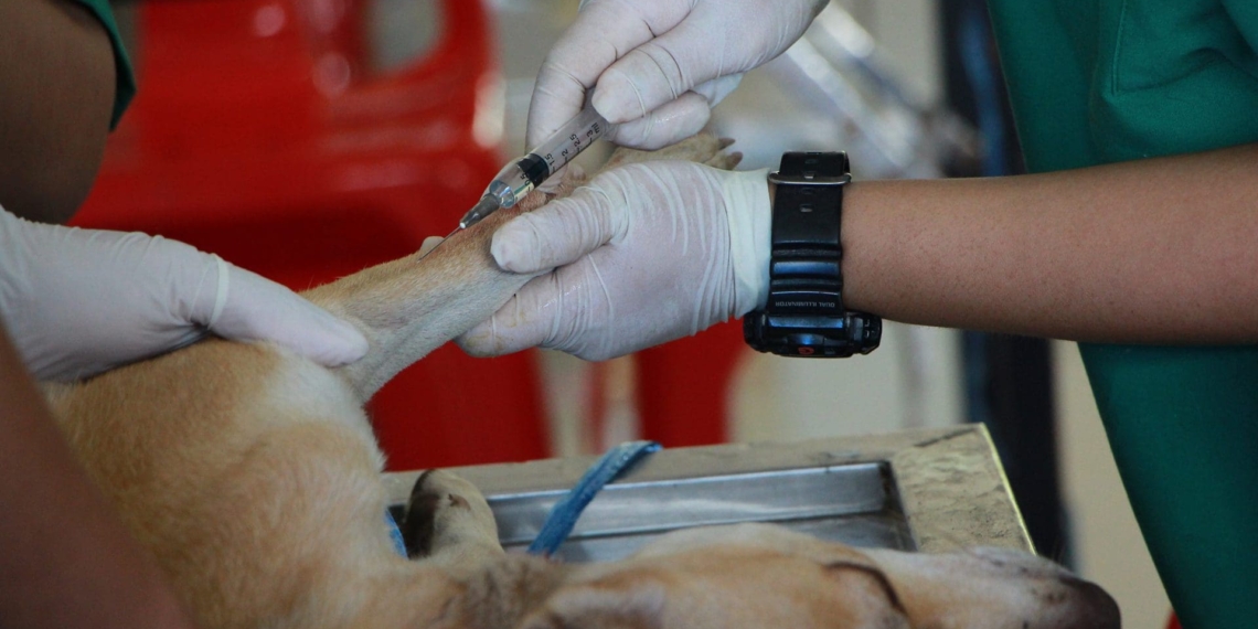 Rabies is a contagious viral disease that causes damage to the brain and the spinal cord and is uniformly fatal, affecting both animals and humans. Photo: Supplied