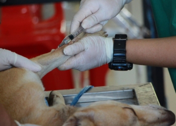 Rabies is a contagious viral disease that causes damage to the brain and the spinal cord and is uniformly fatal, affecting both animals and humans. Photo: Supplied