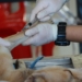 Rabies is a contagious viral disease that causes damage to the brain and the spinal cord and is uniformly fatal, affecting both animals and humans. Photo: Supplied