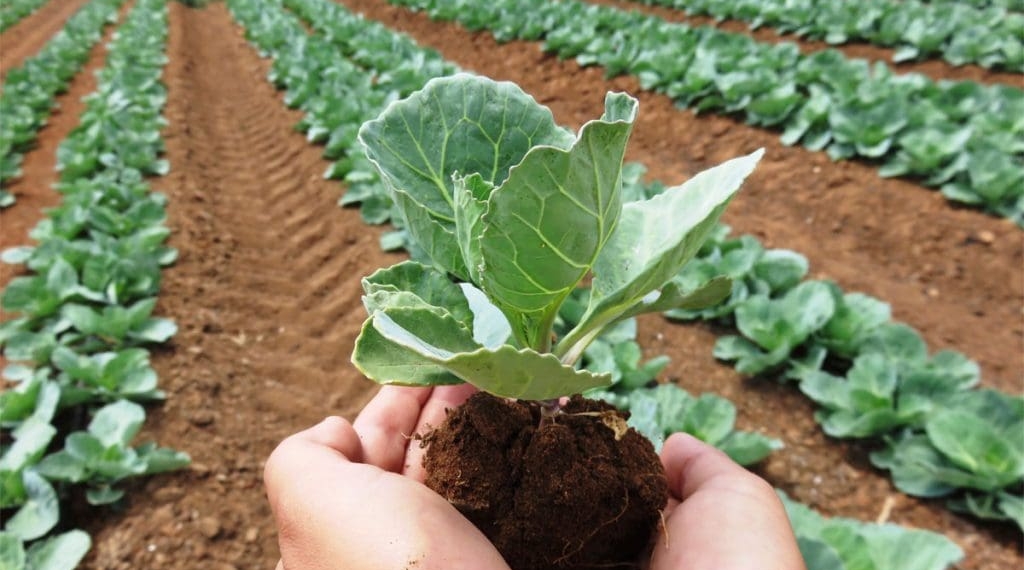 Government has just advertised more than 800 farms available for 30-year leases. Photo: Supplied