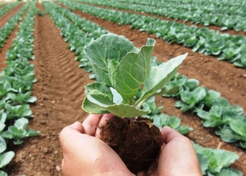 Want to farm? Here’s how you can get state land!