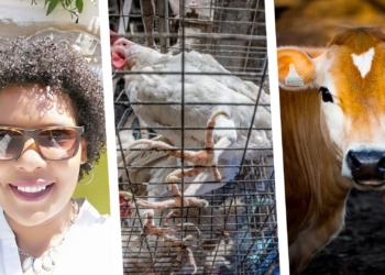 Three things happening in SA agriculture today, 2 October 2020