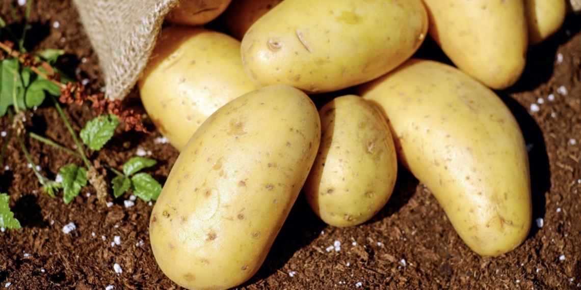 Potatoes are currently selling at prices they haven't seen in at least the last decade. We found out why. Photo: Pixabay