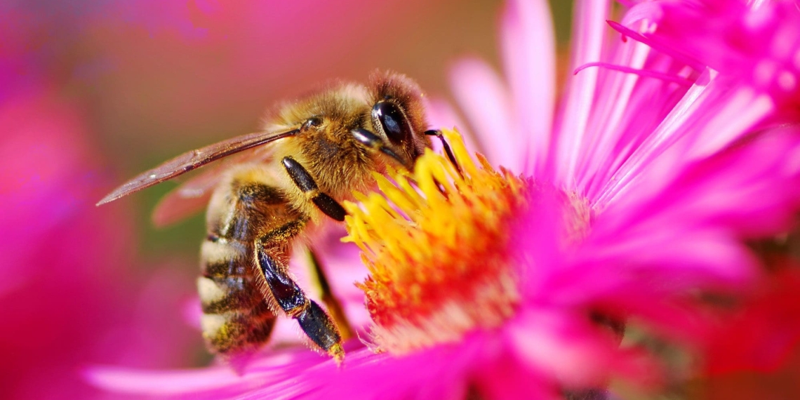 Food prices could rise if the number of bees pollinating crops keeps dwindling. Photo: SciTech Daily