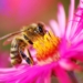 Nedbank unites with Boland Trees for Bees to safeguard honeybees