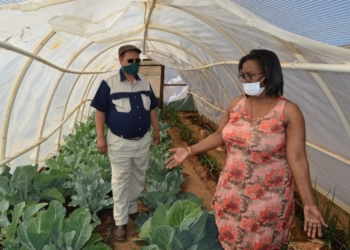 Western Cape communities plant own food to fight hunger