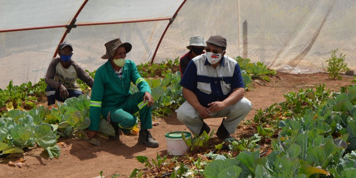 Western Cape minister of agriculture, Dr Ivan Meyer, visited several vegetable garden projects in the Namaqualand region of the Western Cape. Photo: Supplied