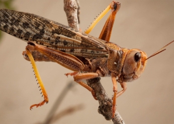 The brown locust is mostly found in the semi-arid Karoo region of the Northern Cape. Photo: Supplied/Food For Mzansi