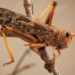 The brown locust is mostly found in the semi-arid Karoo region of the Northern Cape. Photo: Supplied/Food For Mzansi