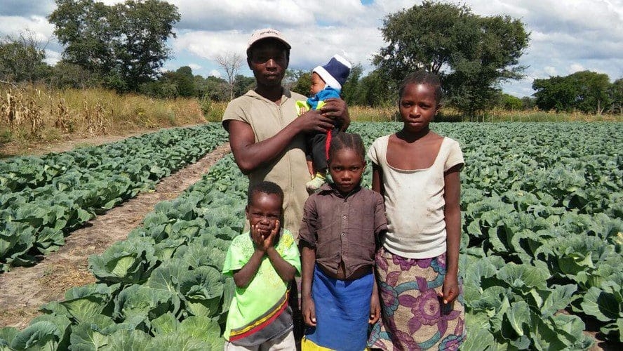 AgricultSURE has, through the years, empowered many small-scale farmers and their families, such as this cabbage farmer on the banks of the Zambezi River in Sesheke, Zambia. Photo: Supplied
