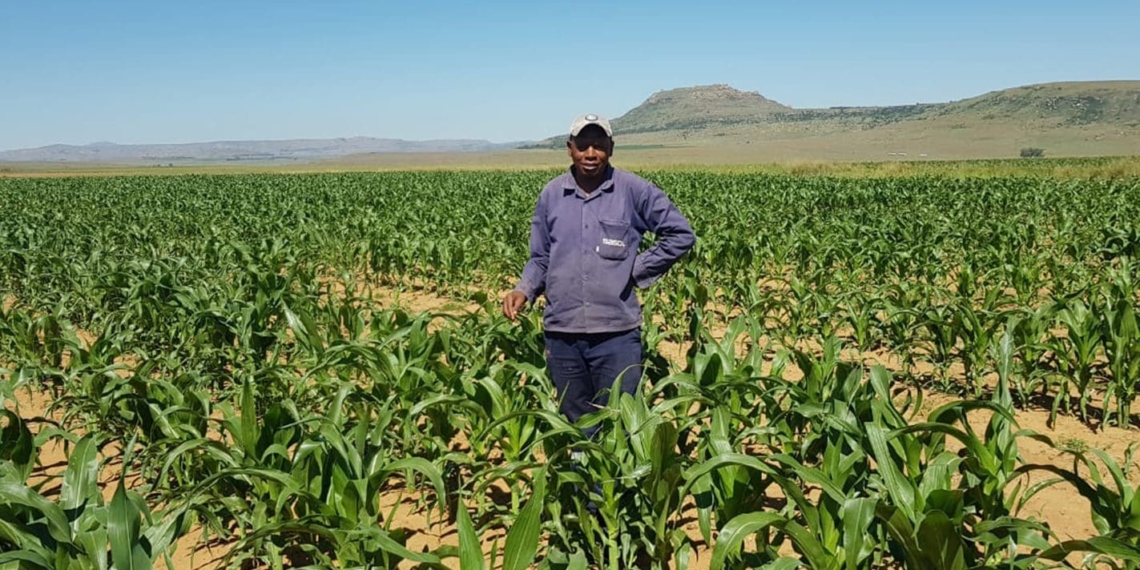 Petrus Ranko Tsotetsi won the Best New-era Commercial Farmer of the Year 2024. Photo: Grain SA Twitter