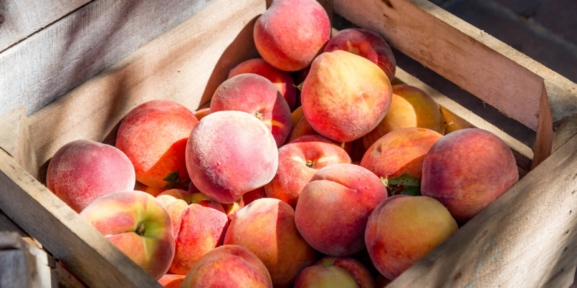 Weather conditions impacting world stonefruit production is opening up space for Mzansi’s stonefruit producers. Photo: Unsplash.