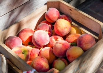 Weather conditions impacting world stonefruit production is opening up space for Mzansi’s stonefruit producers. Photo: Unsplash.