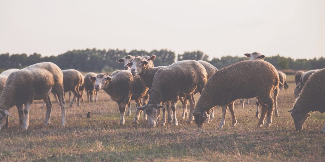 The impact of drought has opened a can of worms for the sheep industry, as conditions worsen it has been increasingly difficult for farmers to keep up with feeding capacity of animals in the province. Photo: Supplied