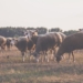 Drought wreaks havoc on sheep industry