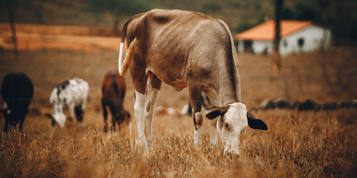 South African leaders in agriculture have doubts about Thoko Didiza’s 700 000 hectares state land release announcement. They are saying the proof is in the pudding. Photo: Pexels.