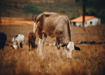 South African leaders in agriculture have doubts about Thoko Didiza’s 700 000 hectares state land release announcement. They are saying the proof is in the pudding. Photo: Pexels.