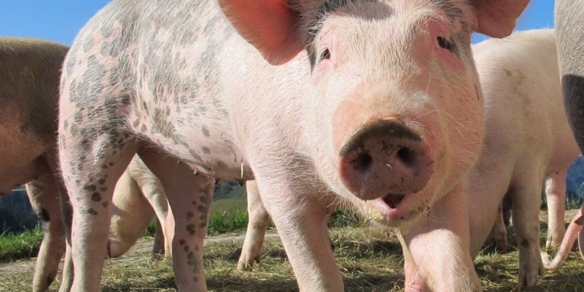 South Africans have not stopped buying pork despite prices being pushed higher by rising input costs for farmers.