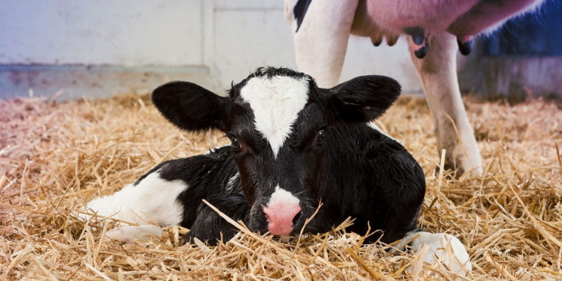 Cryptosporidiosis in calves results in longer term production losses, warns an expert. Photo: Supplied