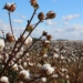 Traceability can boost Africa's cotton sector