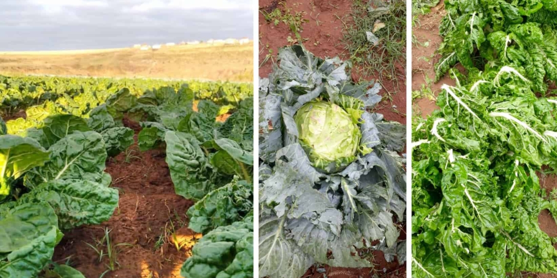 Pictured is a before and after look at crops from Jay Jay Farming in Mthatha, where a disastrous tornado made landfall this week. Photo: Supplied.