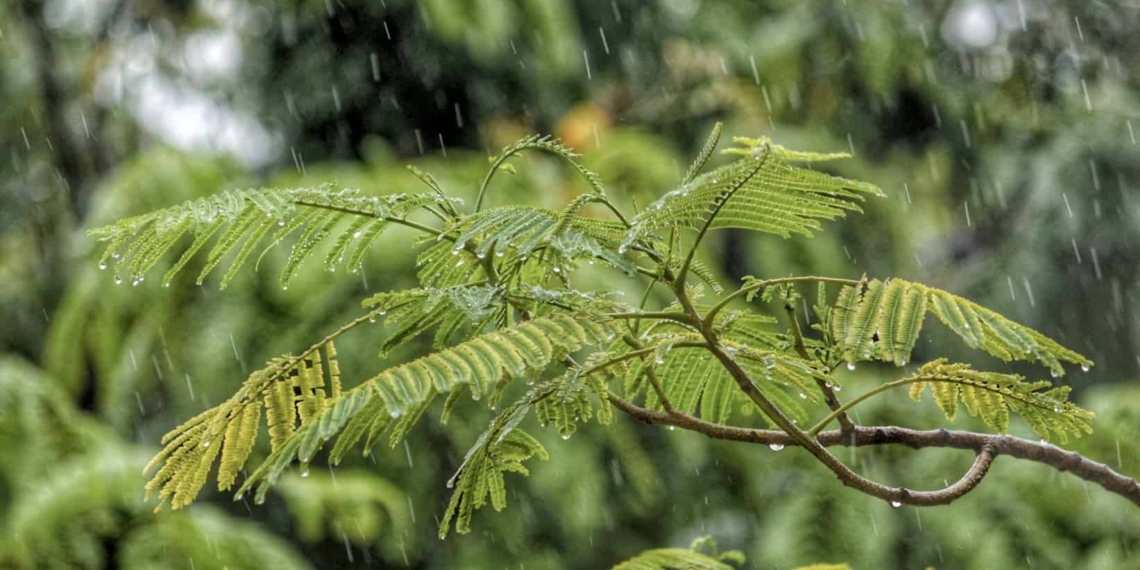 La Niña weather is likely to bring rainfall in drought-stricken areas in Southern Africa. However, the weather phenomenon could also bring the risk of widespread flooding and cause diseases and pests for the livestock industry. Photo: Supplied