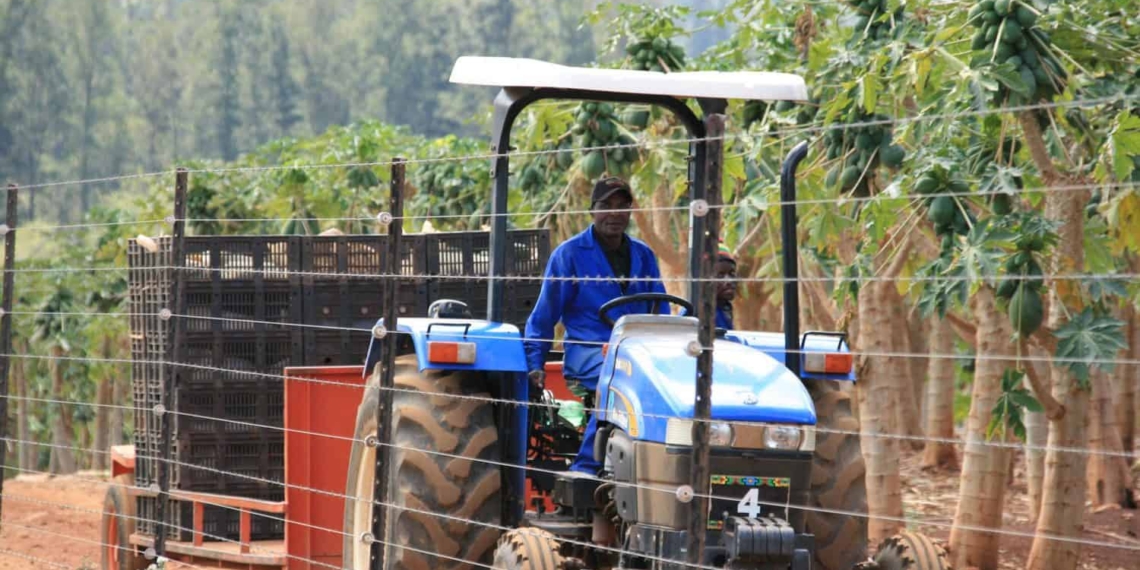 The Mamahlola Communal Property Association was among the first to be established in 2000, but due to underinvestment, their land soon turned into a symbol of government’s land restoration failure. Photo: Supplied/Food For Mzansi