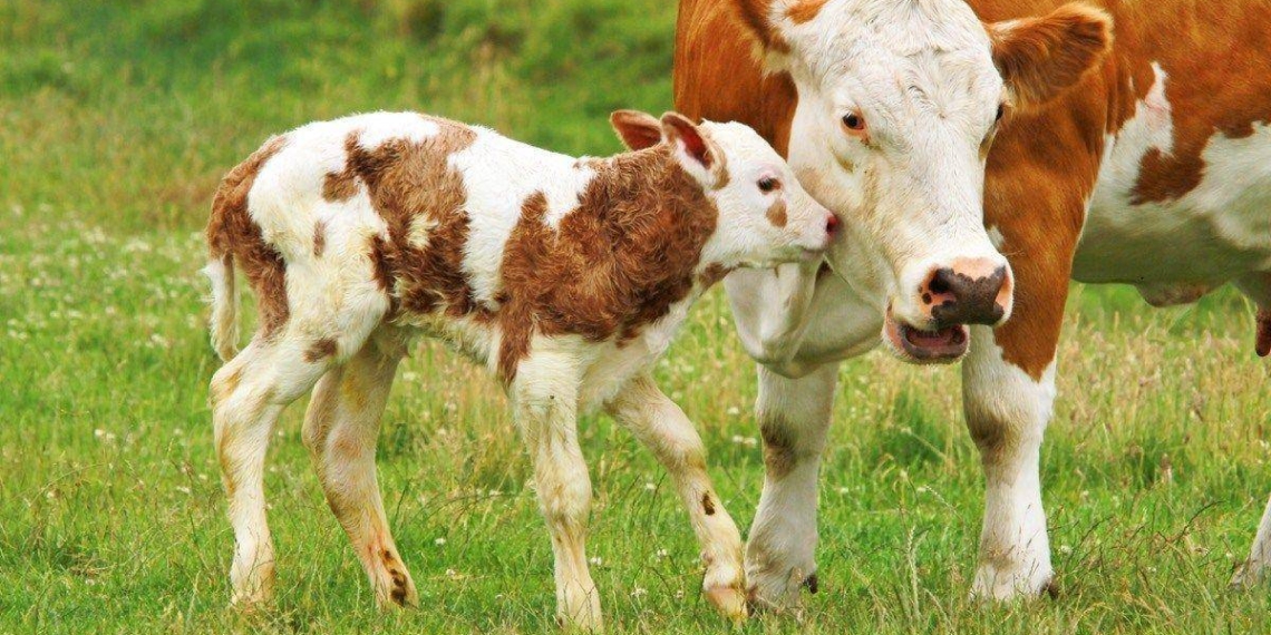 Bovine brucellosis is transmittable to humans and can cause infertility, reduced milk production, miscarriage or birth, complications and weak joints. Photo: Supplied