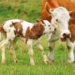 Bovine brucellosis is transmittable to humans and can cause infertility, reduced milk production, miscarriage or birth, complications and weak joints. Photo: Supplied