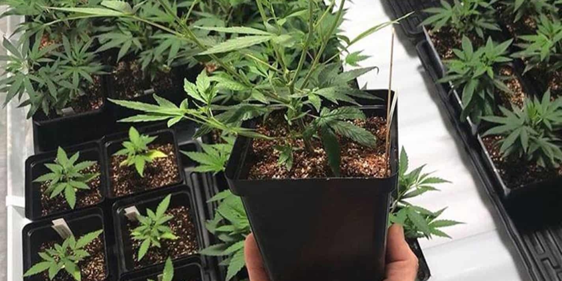 The cannabis industry in Mzansi has the potential to position itself as the saviour of the poor with ample job creation avenues to explore, argue experts. Photo: Supplied