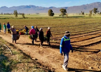 Partners in Agri Land Solutions (PALS), a private land reform initiative, has been upskilling new farmers from the Thembelihle farming enterprise in Witzenberg, Western Cape, to become successful small commercial producers. Photo: Supplied/Food For Mzansi