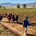 Partners in Agri Land Solutions (PALS), a private land reform initiative, has been upskilling new farmers from the Thembelihle farming enterprise in Witzenberg, Western Cape, to become successful small commercial producers. Photo: Supplied/Food For Mzansi