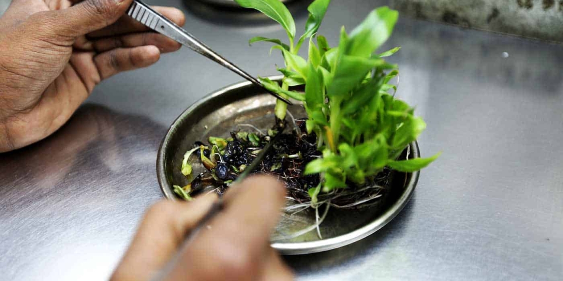 A new Western Cape-based Tissue Culture Facility will be central in addressing major shortages of available rootstocks in Mzansi. In addition, they hope it will boost quick multiplication of desired plant material for various sectors. Photo: Supplied
