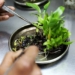 A new Western Cape-based Tissue Culture Facility will be central in addressing major shortages of available rootstocks in Mzansi. In addition, they hope it will boost quick multiplication of desired plant material for various sectors. Photo: Supplied