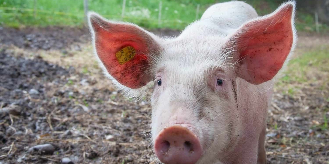 US authorities are on high alert because African Swine Fever is creeping closer to the country. Photo: Supplied/Food For Mzansi