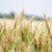 South Africa's grain and oil seed projections for the 2020-2021 marketing season suggests that Mzansi is well on its way to reaching grain self-sufficient status. Photo: Pexels