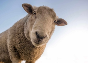 Kuwaiti-based meat exporter Al Mawashi celebrates another victory as it ushers in yet another win in a ten-month long battle with animal rights lobby group adversary, the NSPCA. Photo: Pexels