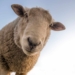 Kuwaiti-based meat exporter Al Mawashi celebrates another victory as it ushers in yet another win in a ten-month long battle with animal rights lobby group adversary, the NSPCA. Photo: Pexels