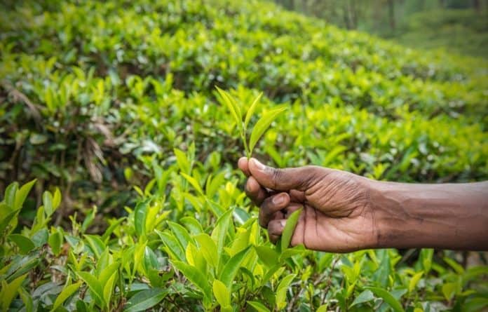 Land reform: Good corporate governance is key - Vimarsana News